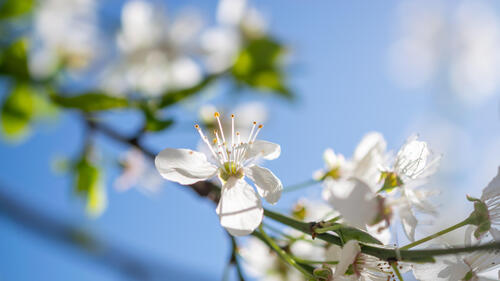 Spring flowers 3